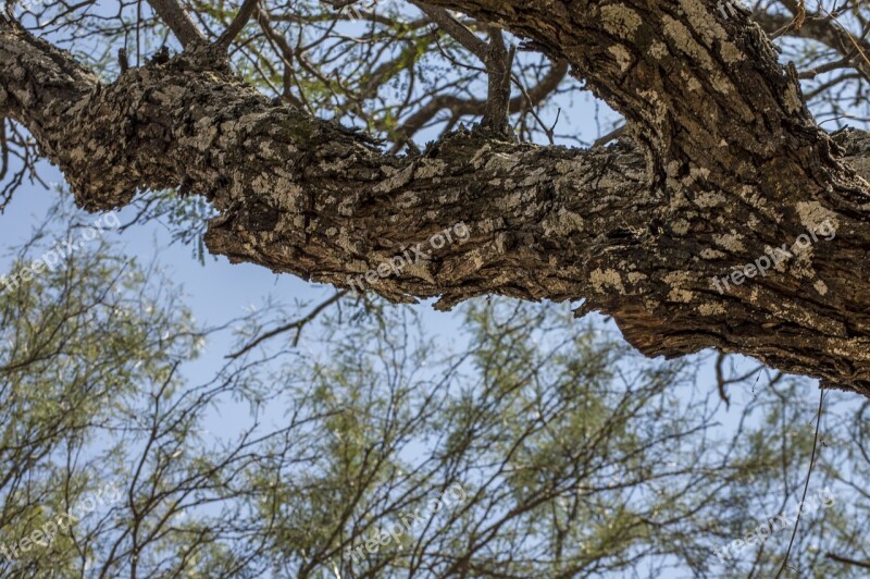 Tree Nature Sky Landscapes Branches