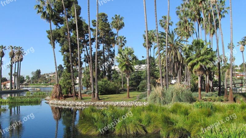 Echo Park Los Angeles Lake Palms Palm Trees