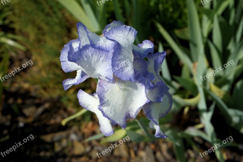 Iris Blue-and-white Bloom Early Bloomer Shrub Liliaceae