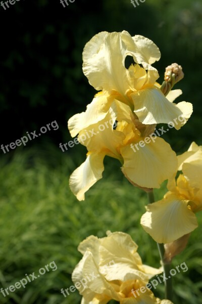 Yellow Iris Summer Flower Perennials Flowering Flower Garden Garden Plant