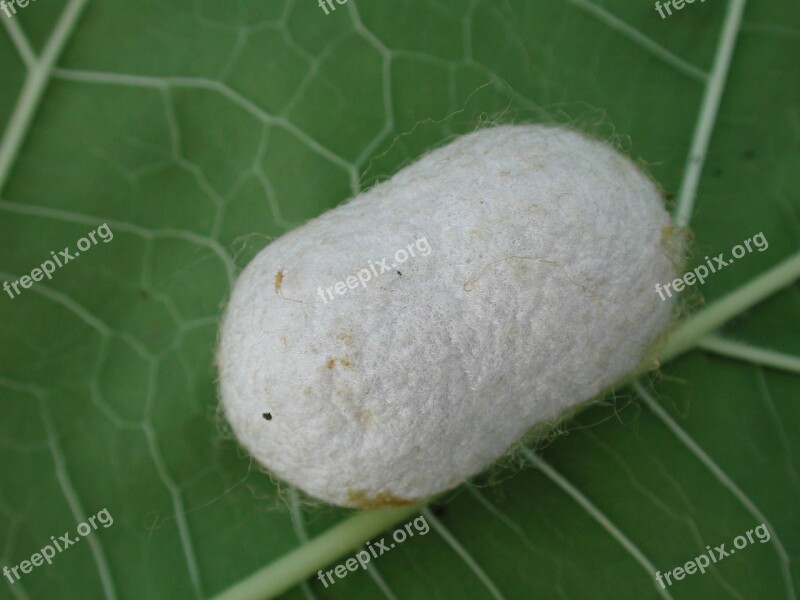 Silkworm Cocoon Insect Silk Nature