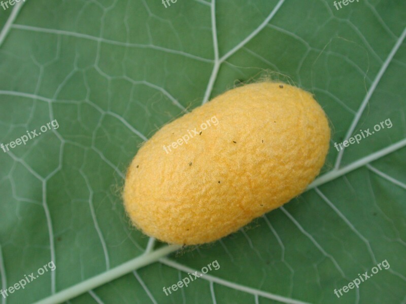 Silkworm Cocoon Insect Yellow Free Photos