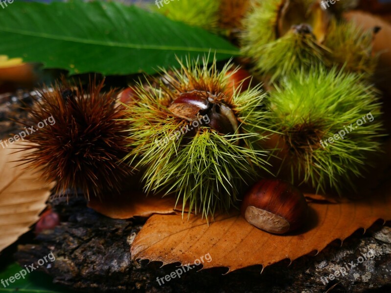 Fall Chestnut Season Leaves Chestnuts