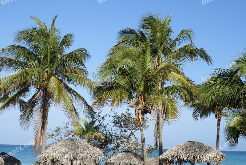 Cuba Varadero Palm Trees Free Photos