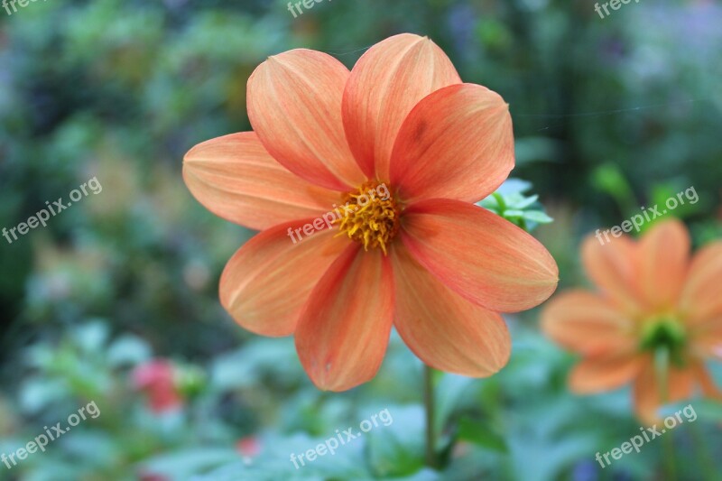 Dahlia Mignon Dahlia Pinnata Flower Garden Garden Flowers