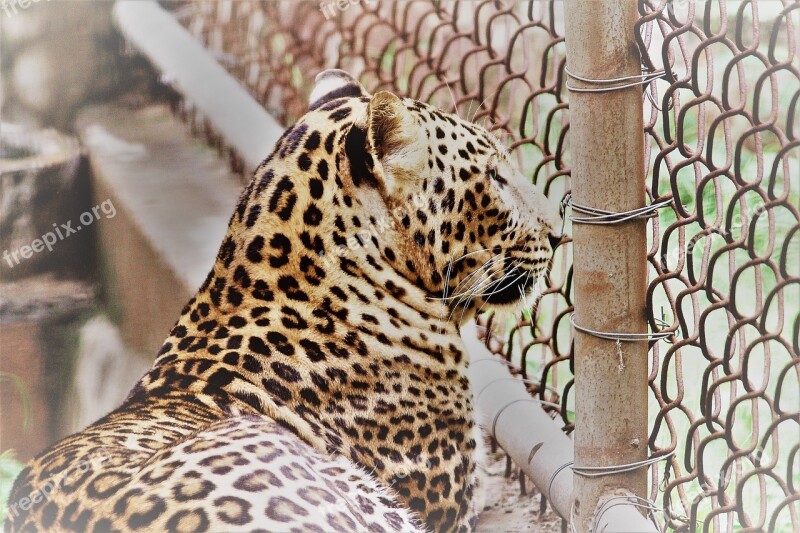 Leopard Panthera Paradus Animal Zoo Cage