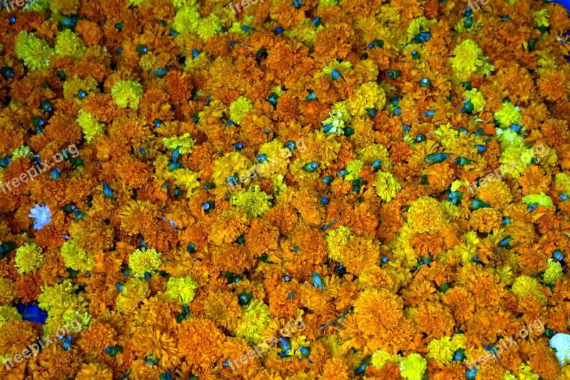 Marigold Flowers Orange Yellow Flowers Free Photos