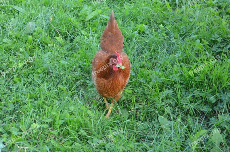 Hen Red Hen Eat Grass Low Court Free Photos