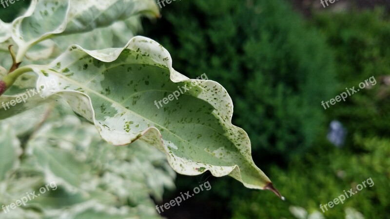 Cornus Kousa Korean Dogwood Wolf Eyes Leaf Cornaceae