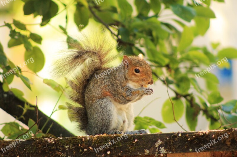 Squirrel Nature Sitting Eat Nut