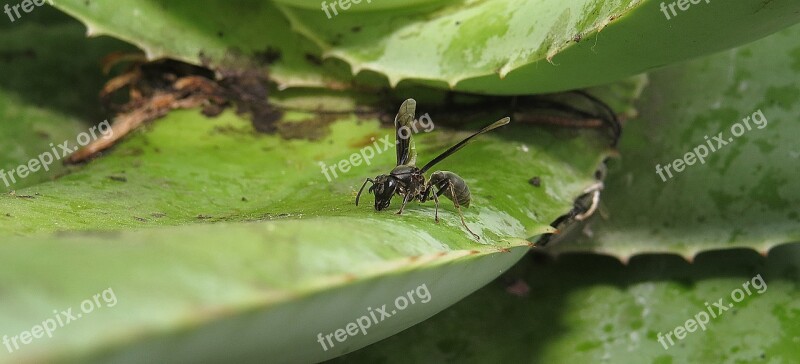 Wasp Macro Nature Insects Colombia