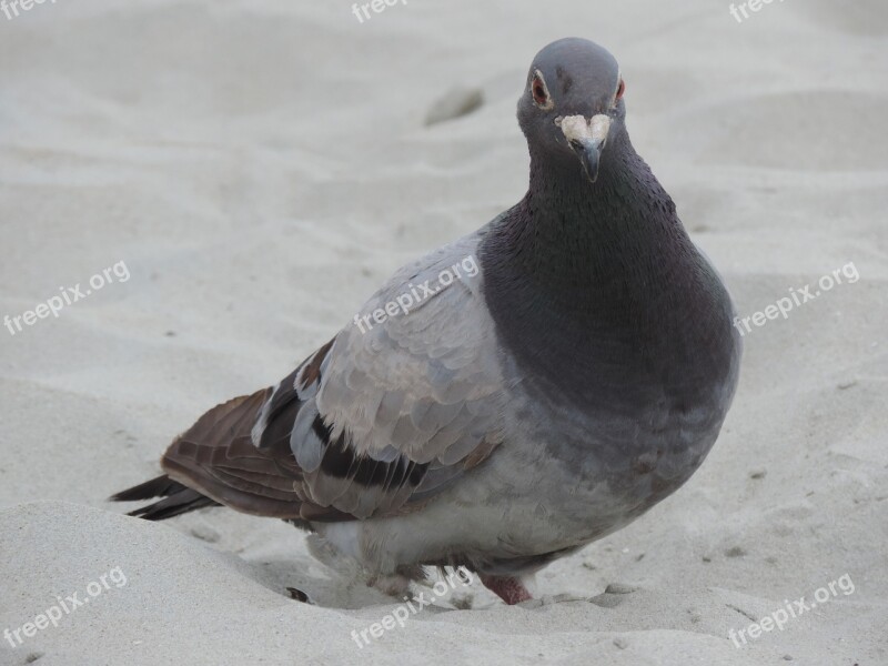 Dove Bird Animal Retired Nature