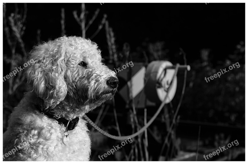 Goldendoodle Black And White Animal Portrait Dog Hybrid