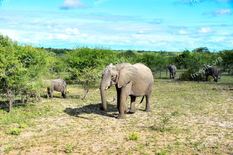 Elephant African Bush Elephant Pachyderm South Africa National Park