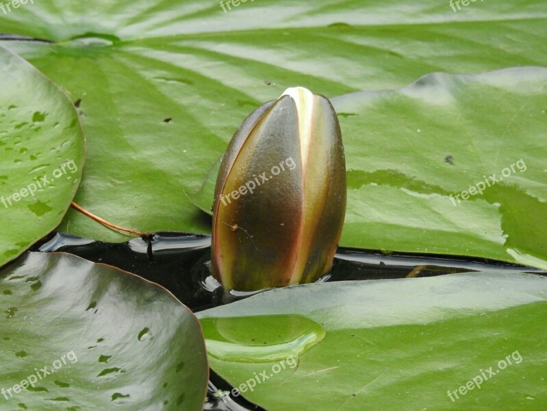 Water Lilies Water Pond Plant Aquatic Plant Lake Rose