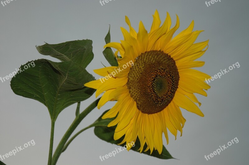 Sunflower Yellow Nature Blossom Bloom