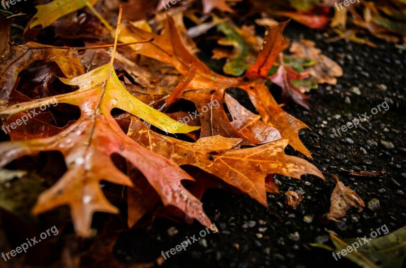 Autumn Fall Leaves Falling Leaves Nature