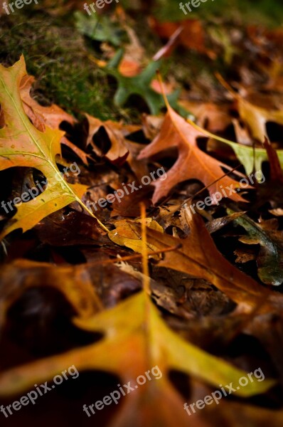 Autumn Fall Leaves Falling Leaves Nature