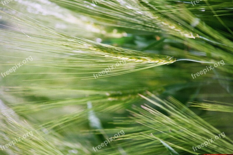 Cornfield Cereals Spike Agriculture Free Photos