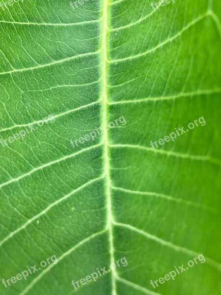 Green Leaf Te Nature Plant