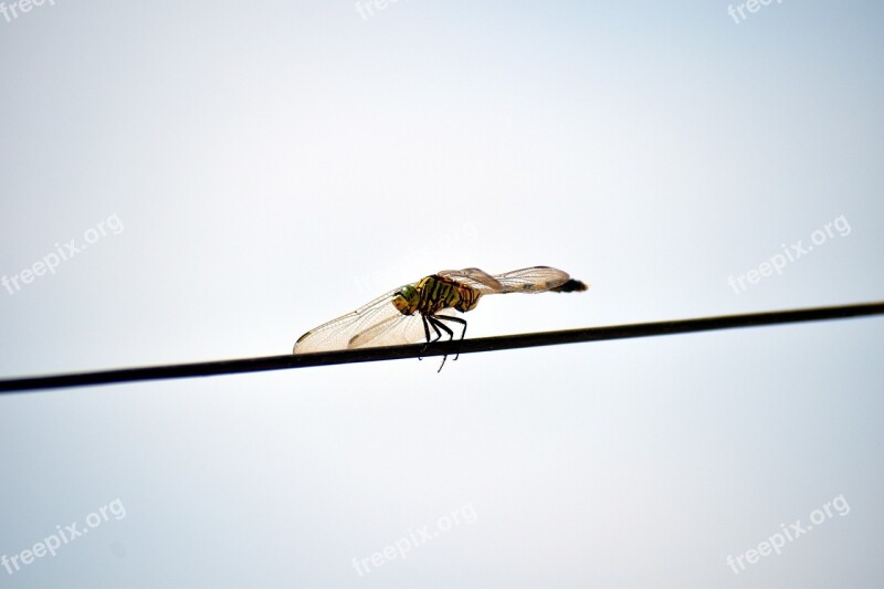 Tiger Dragonfly Australian Tiger Dragonfly Ictinogomphus Australis Free Photos