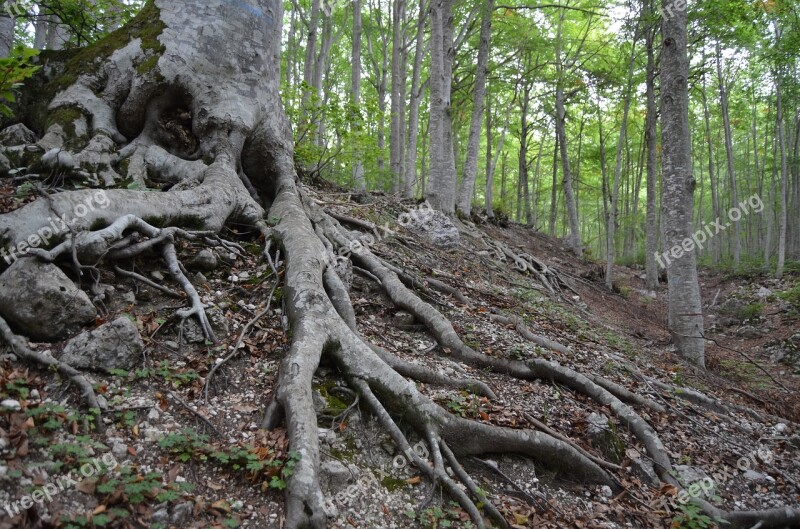 Root Beech Beech Wood Underwood Forest