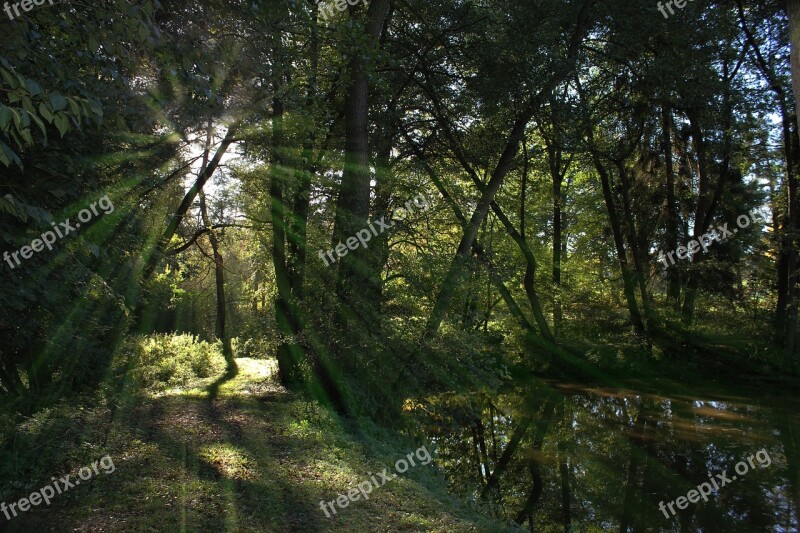 Forest Path Biotope Pond Nature Water