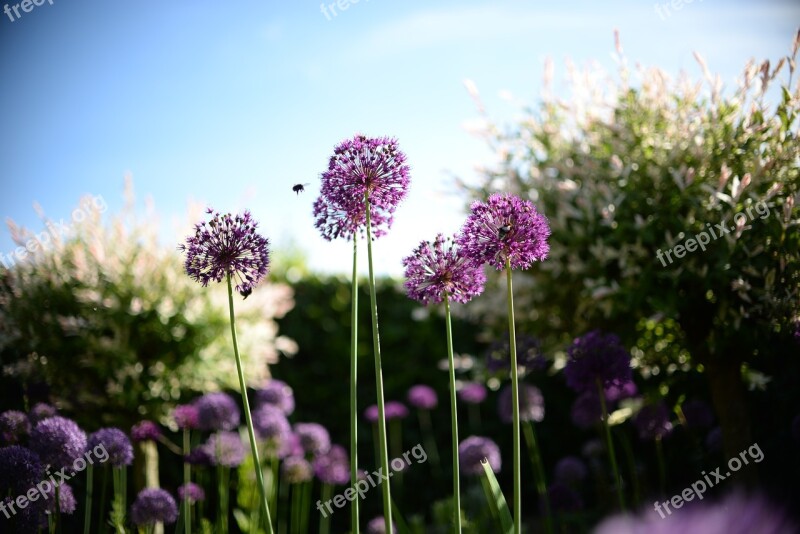 Bee Flower Plant Spring Nature