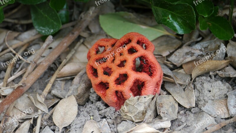 Fungus Red Mushroom Mushroom Fall Free Photos