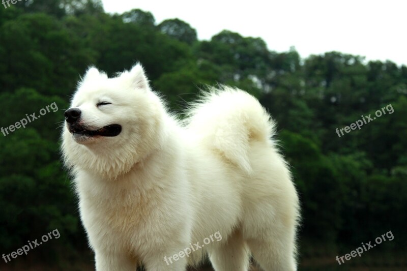 Samoyed Pets Sled Dogs Free Photos