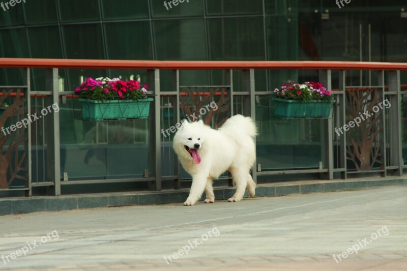 Samoyed Pets Sled Dogs Free Photos