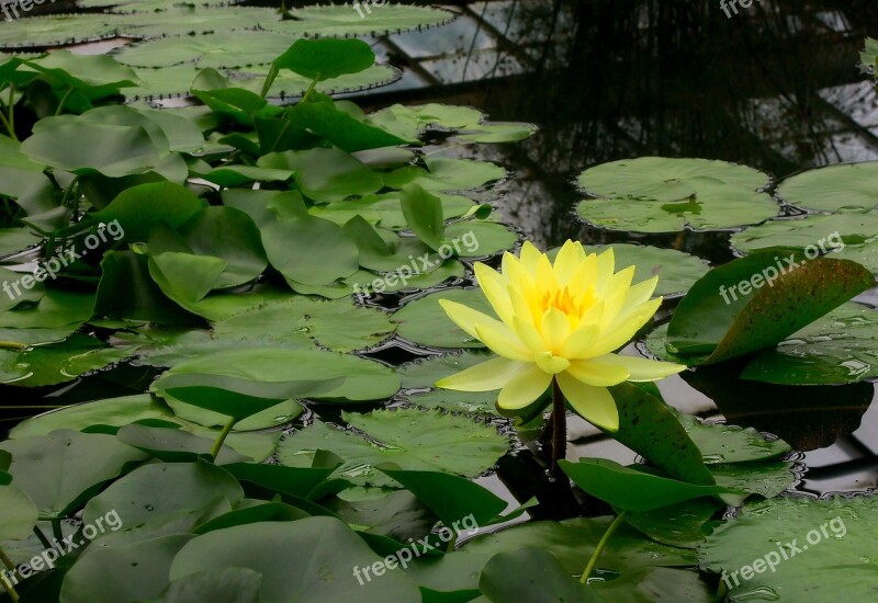 Water Lily Water Plants Flower Water Lily