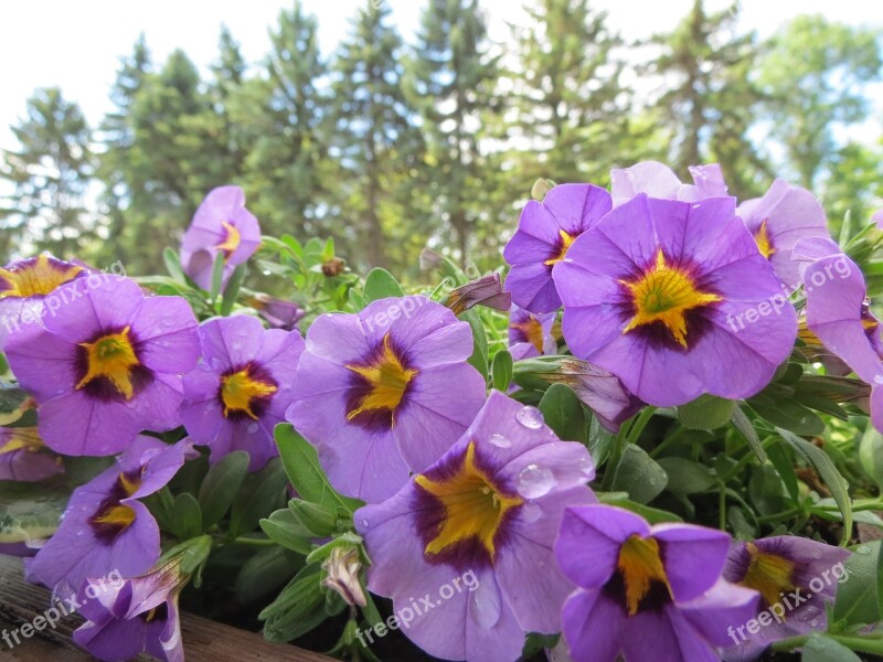 Petunias Violet Blossom Macro Flowers