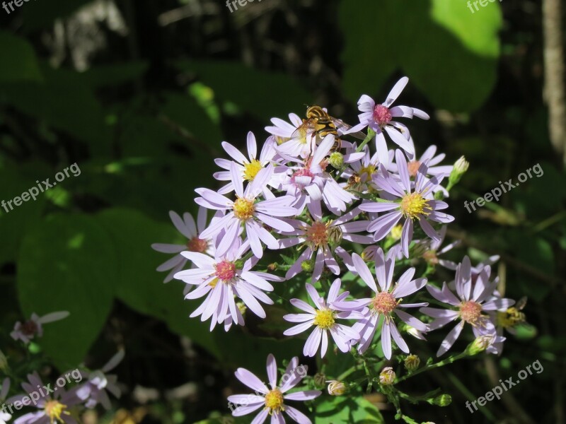 Asters Bee Blossom Flowers Plant