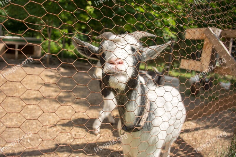 Goat Animal Nature Farm Rural