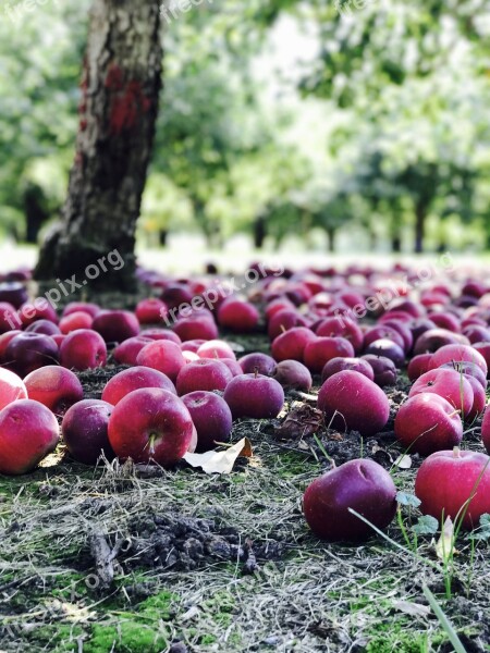 Orchard Apples Red Nature Power