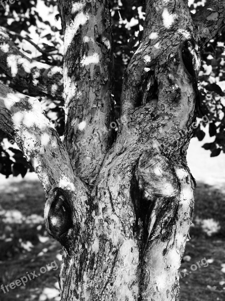 Tree Nature Old Tree Fruit Tree Trunk