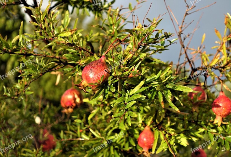 Pomegranate Garden Campaign Fruit Fruit Tree