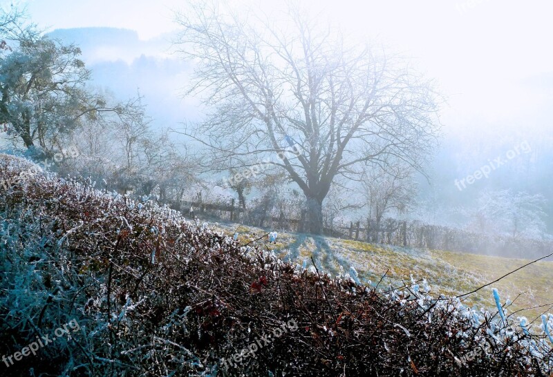 Tree Winters Jelly Frost Landscape