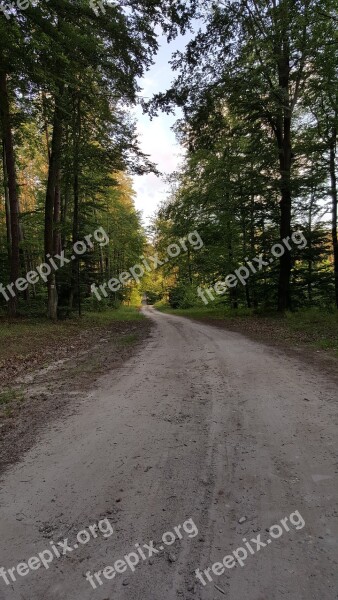 Way Forest Nature Landscape Foliage