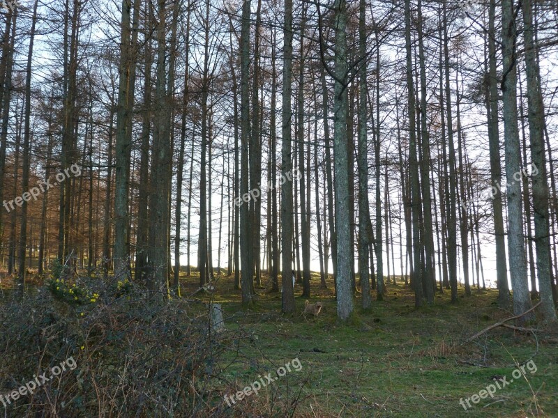 Trees Jaizkibel Shadow Forest Walk