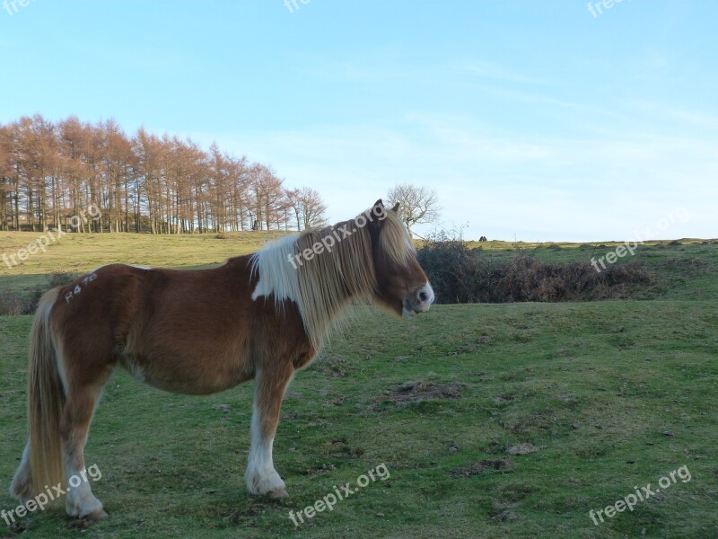 Horse Nature Love Horse Animals Landscape