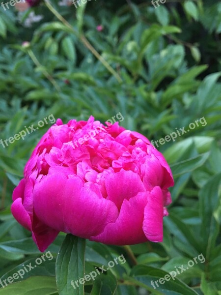 Peony Pink Peony Flower Closeup Bud