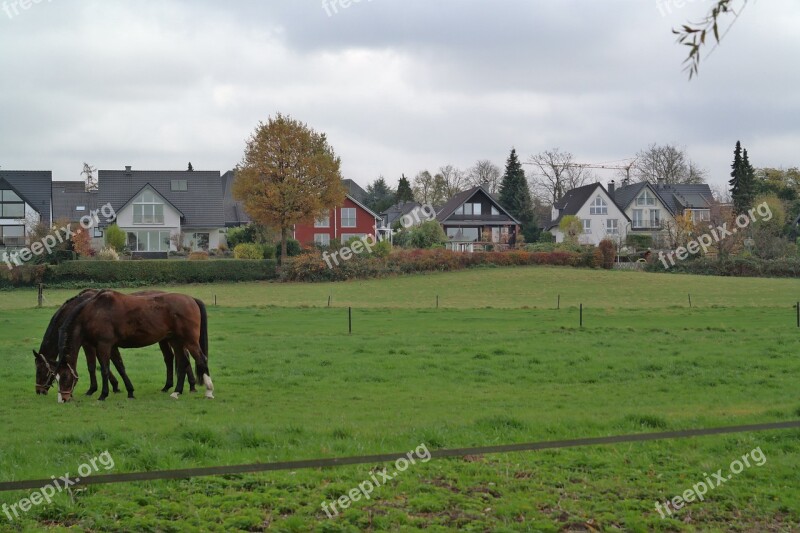 Horse Overcast Shadow Last Free Photos