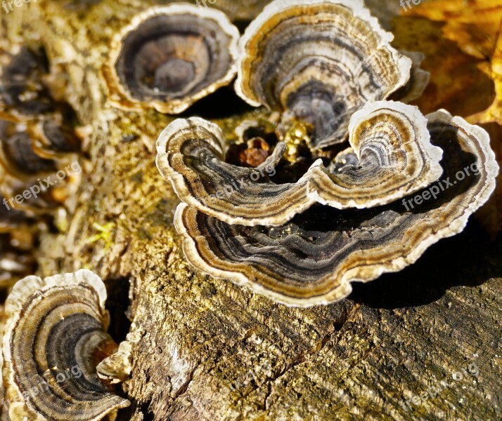 Tree Fungus Butterfly Ovinus Colorful Tramete Mushroom Parasite