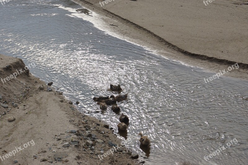 Nature New Birds The City's New River