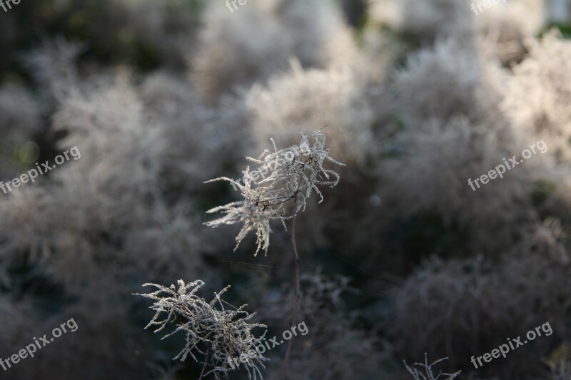 Plant Hoarfrost Frost Cold White