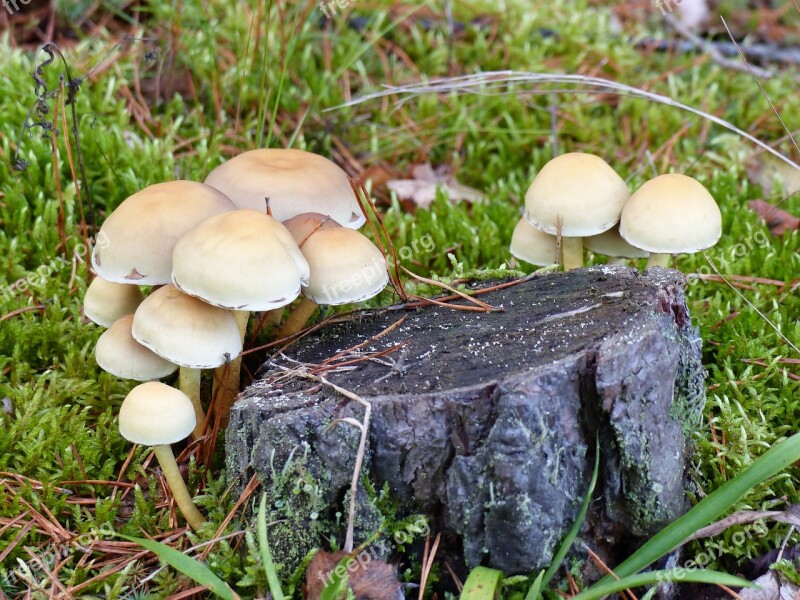 Fungi Forest Stump Grass Autumn