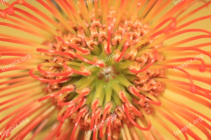 Protea Flower Close-up Orange Flower Free Photos