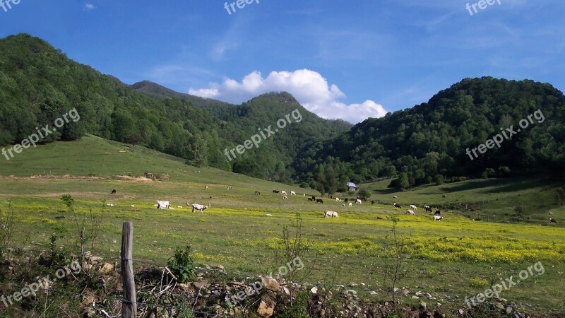 Mountain Pasture Bucolic Herd Cows